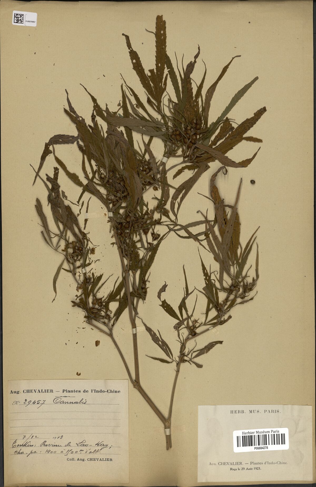 Digitised herbarium sheet with several leafy Cannabis branches bearing fruiting tops, a handwritten collector label at the lower left and a printed museum label at the lower right.