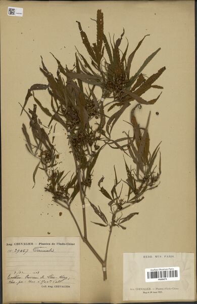 File:Chevalier 29457 specimen P06884278.jpg