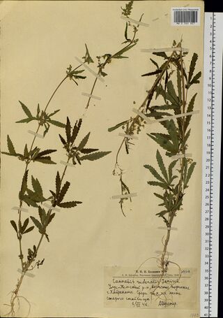 Digitised herbarium sheet with two branched, leafy Cannabis plants, one with its roots, and a printed label completed by hand at the lower right.