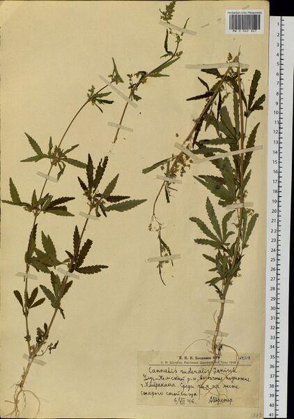 File:Shreter 2312 specimen MW0062827.jpg