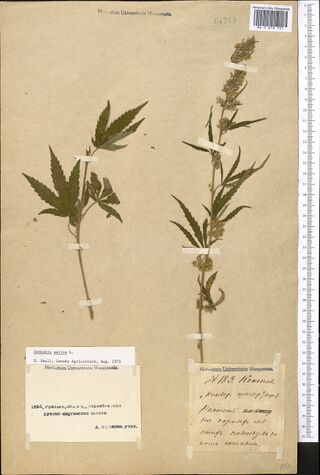Digitised herbarium sheet with two Cannabis stems, a leafy top with large palmate leaves at the left and a flowering stem at the right, and two labels and a typed slip at the foot.