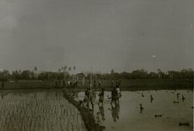 Black-and-white photograph of flooded rice fields with people standing on a bund and a line of trees behind
