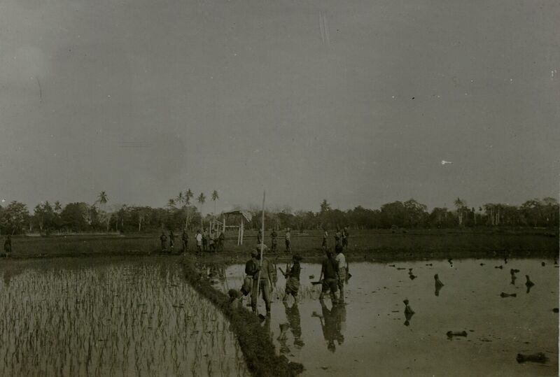 File:Sawah-at-Lampanah-near-Seulimeum-Aceh-Besar-KITLV-82252.jpg