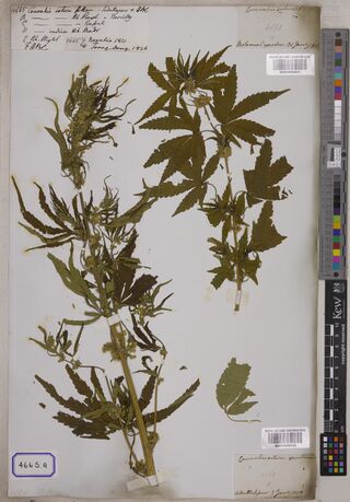 Digitised herbarium sheet with two leafy, flowering Cannabis stems, a long handwritten slip listing the lots of entry 4665 at the top left, two small slips on the right and a printed box reading 4665.A at the lower left.