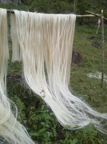 File:Abaca-fibre-Manila-hemp.jpg