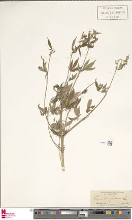 Digitised herbarium sheet with mounted flowering Cannabis material and a printed East India Company herbarium label reading East Bengal and Herb. Griffith.