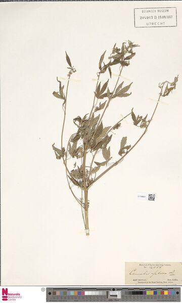 File:Griffith 4686 specimen U.1198641.jpg
