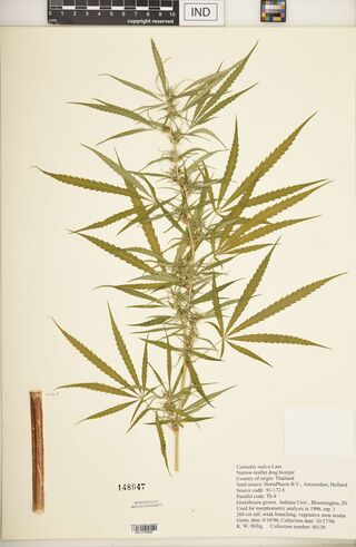 Digitised herbarium sheet with a flowering Cannabis branch of long, narrow-leafleted leaves, a separate stem segment, and a typed Indiana University greenhouse label.