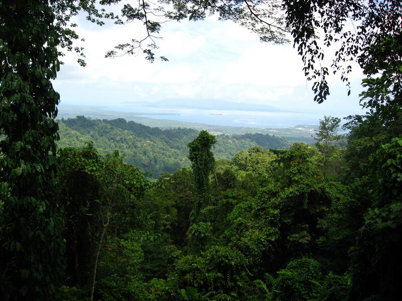 File:Papua-New-Guinea-sepik-forest-view.jpg