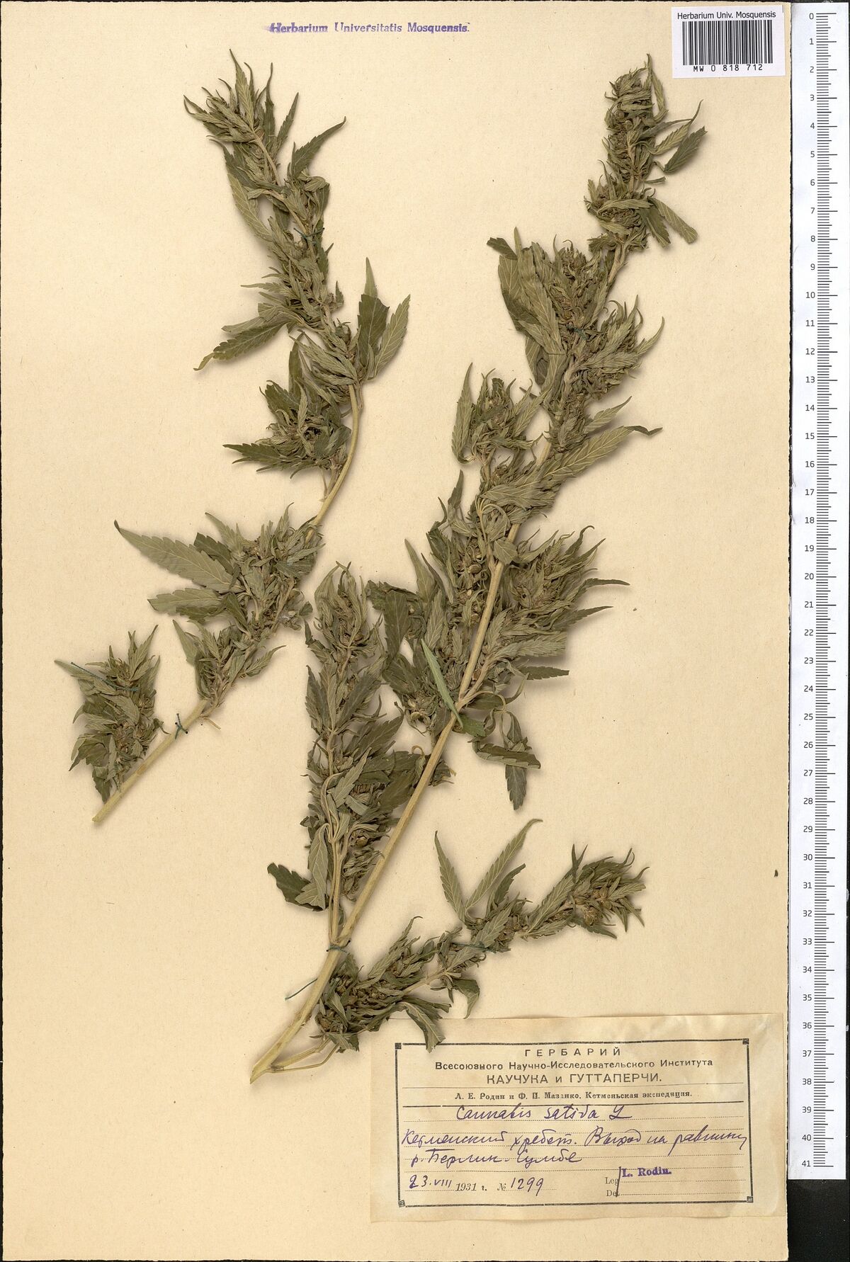 Digitised herbarium sheet with one branched, flowering Cannabis stem with many leaves laid on the diagonal, and a printed label completed by hand at the lower right.