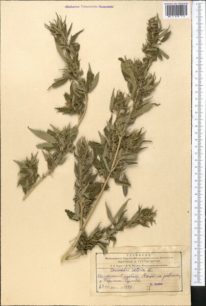 File:Rodin 1299 specimen MW0818712.jpg