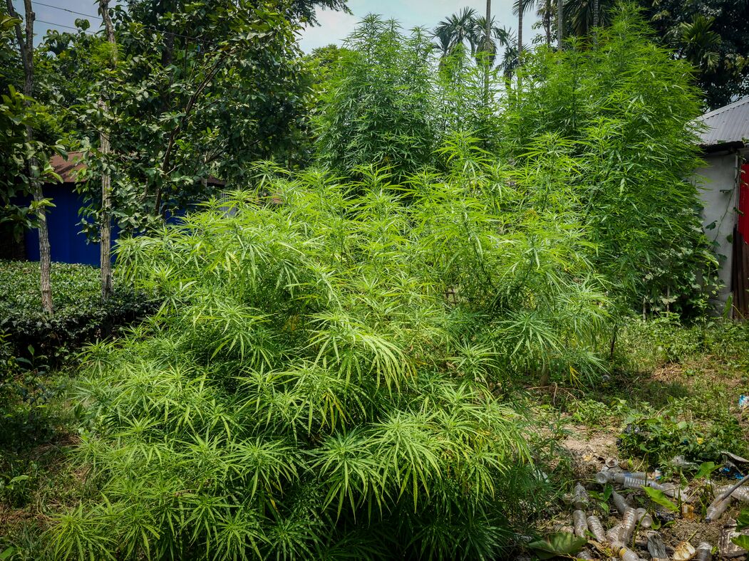 Fulkardabri 'Raja's' Selection 2025