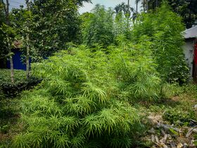 Several large, dense, narrow-leafleted cannabis plants in leaf beside a building with a corrugated roof, with trees and palms behind.