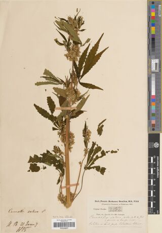 Digitised herbarium sheet with a leafy male Cannabis stem, a printed Buchanan-Hamilton herbarium label and a small handwritten slip dated 1815.