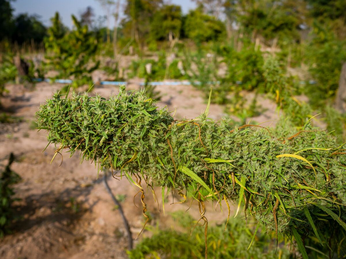 Fat colas on the landrace cannabis growing at the Ta Lo family farm in the Phu Phan mountains of Northeastern Thailand.