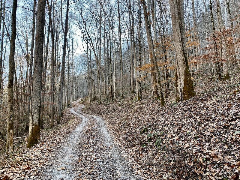 File:Daniel-Boone-National-Forest-Redbird-District-Clay-County-2023.jpg
