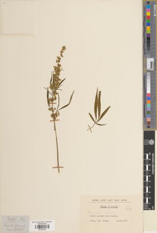 Digitised herbarium sheet with a typed Flora of Durban label reading waste ground near docks.